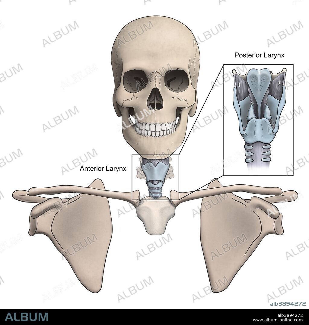 Anterior and posterior larynx and skeletal anatomy.