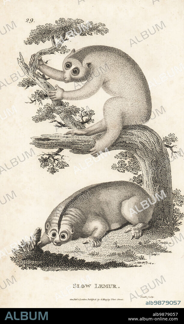 Sunda slow loris or greater slow loris, Nycticebus coucang. Endangered. Slow lemur, Lemur tardigras. After illustrations by James Sowerby and Arnout Vosmaer. Copperplate engraving by James Heath from George Shaws General Zoology: Mammalia, G. Kearsley, Fleet Street, London, 1800.