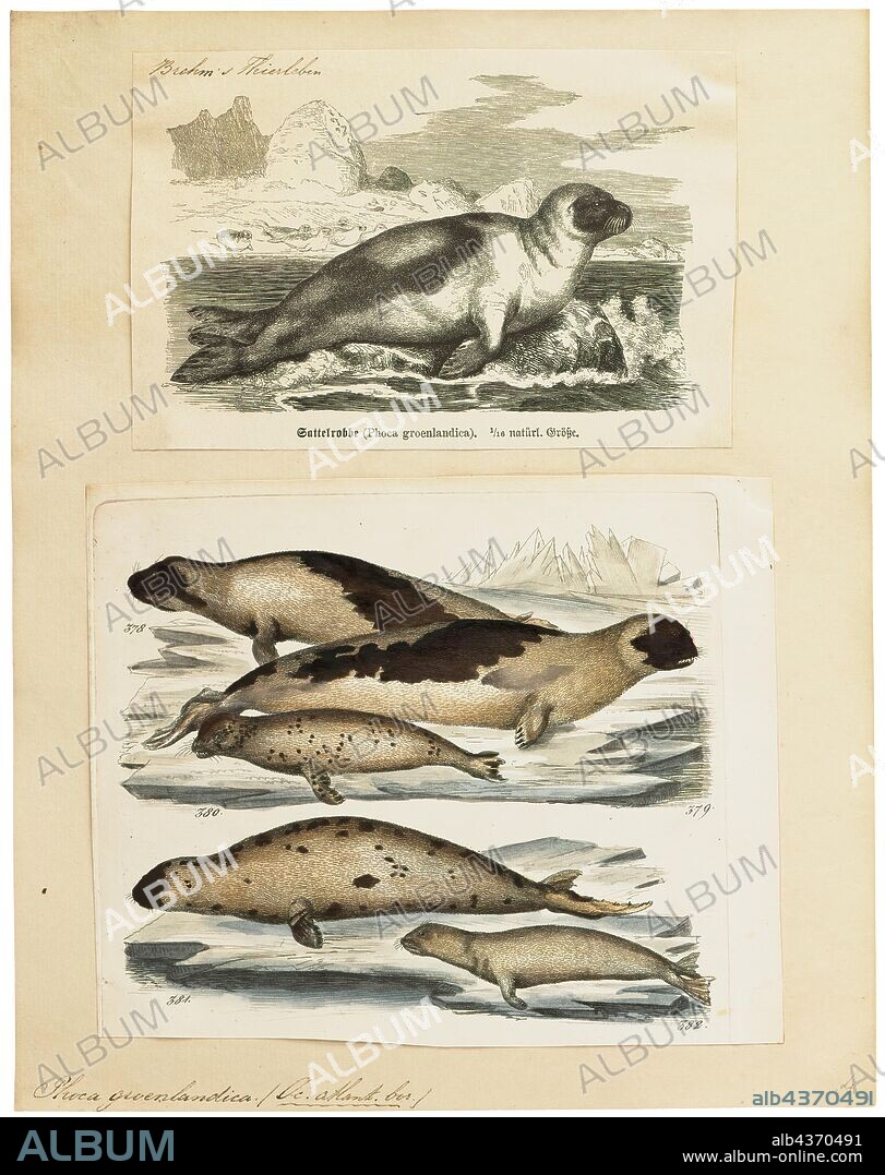 Phoca groenlandica, Print, The harp seal or saddleback seal, Pagophilus groenlandicus is a species of earless seal, or true seal, native to the northernmost Atlantic Ocean and Arctic Ocean. Originally in the genus Phoca with a number of other species, it was reclassified into the monotypic genus Pagophilus in 1844. In Latin, its scientific name translates to "ice-lover from Greenland, " and its taxonomic synonym, Phoca groenlandica translates to "Greenlandic seal.