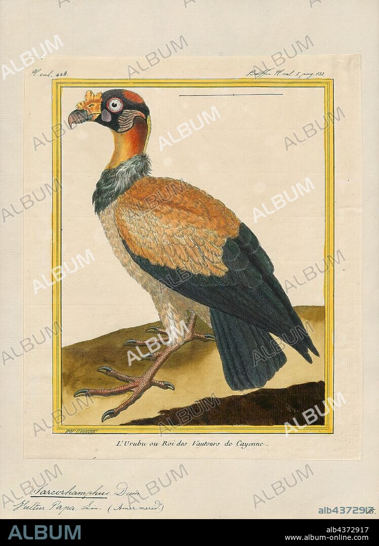 Sarcoramphus papa, Print, The king vulture (Sarcoramphus papa) is a large bird found in Central and South America. It is a member of the New World vulture family Cathartidae. This vulture lives predominantly in tropical lowland forests stretching from southern Mexico to northern Argentina. It is the only surviving member of the genus Sarcoramphus, although fossil members are known., 1700-1880.