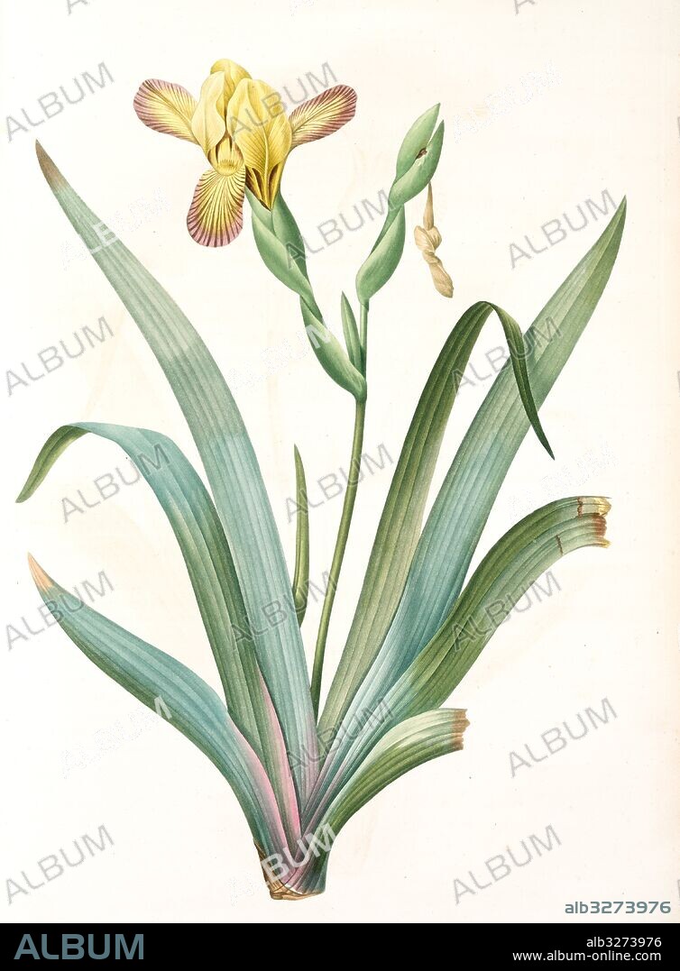 Iris variegata, Iris panaché, Variegated Iris; Variable Flower-du-luce, Redouté, Pierre Joseph, 1759-1840, les liliacees, 1802 - 1816.