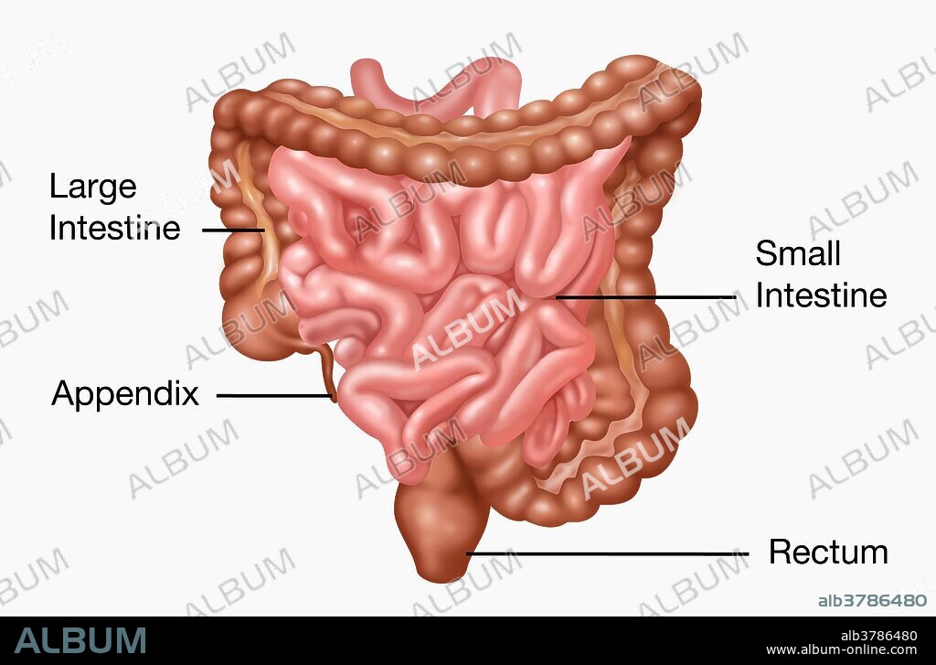 Human Digestive System Model | Human Digestive System