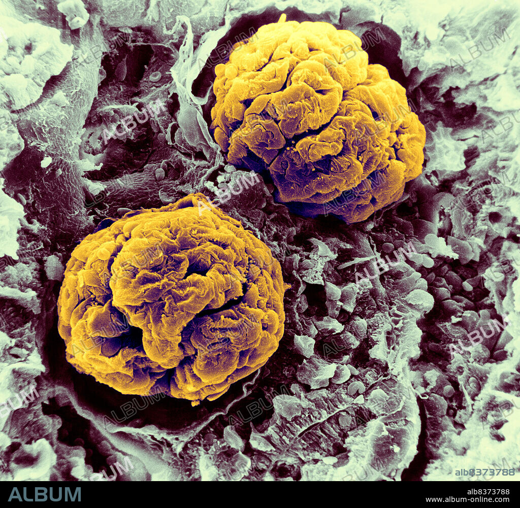 Renal glomerulus (rat).. SEM x 600.