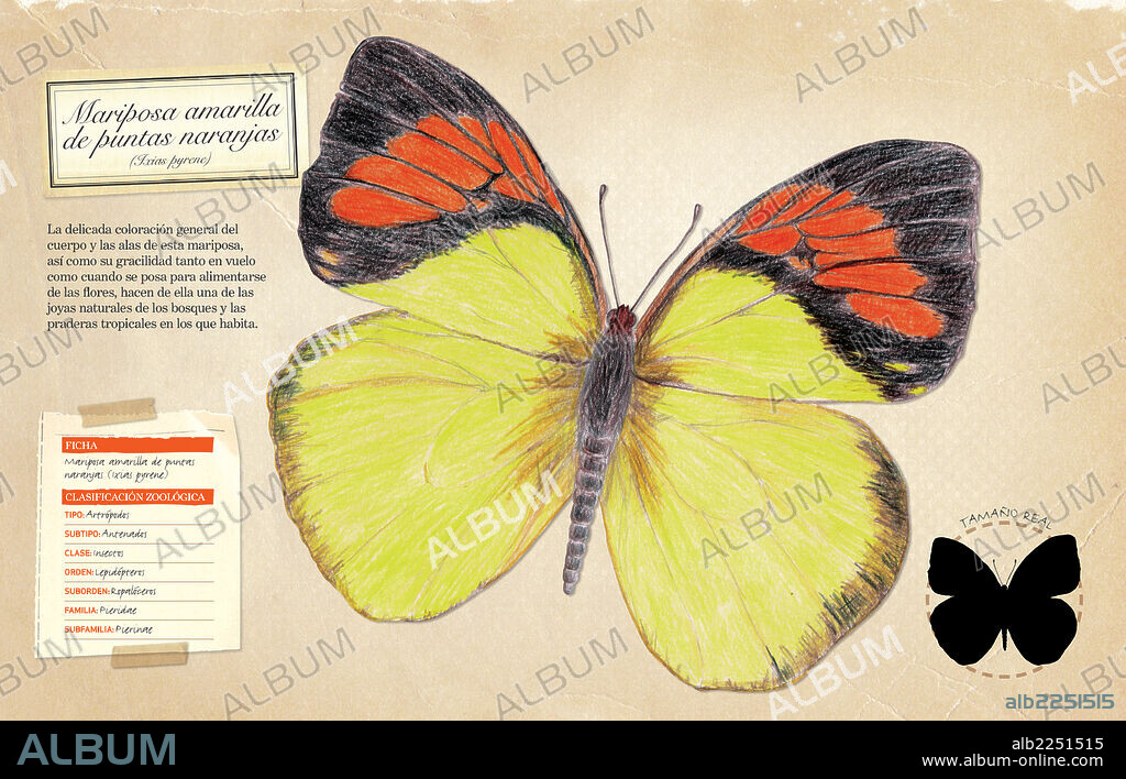 Mariposa amarilla de puntas naranjas. Ficha y clasificación zoológica de la mariposa amarilla de puntas naranjas (Ixias pyrene).