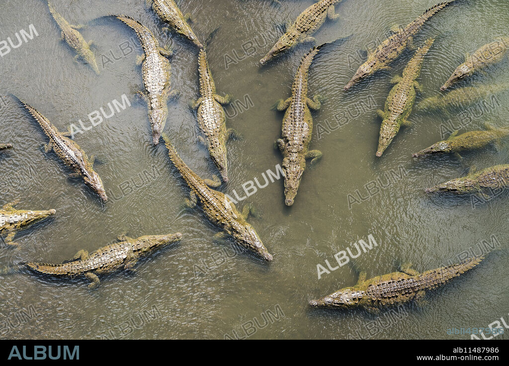 Crocodiles seen from Crocodile Bridge over River Tarcoles, Costa Rica, Central America.