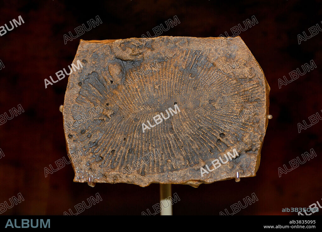 Dickinsonia sp. Ediacaran fossil from Australia. An unusual and iconic fossil of the Ediacaran biota. It is unclear whether Dickinsonia was an animal, fungus, plant, or member of a now-extinct kingdom. Precambrian period, Neoproterozoic era.