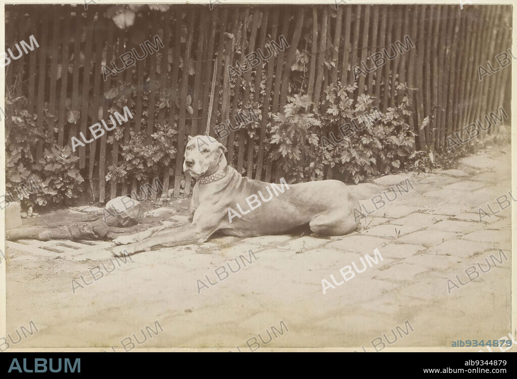 Leashed dog lying by a fence in France, Part of Photo album of a French amateur photographer with shots of a family, distillery Delizy & Doistau Fils, the army and places of interest in France., anonymous, France, c. 1900 - c. 1910, paper, albumen print, height 103 mm × width 154 mm.