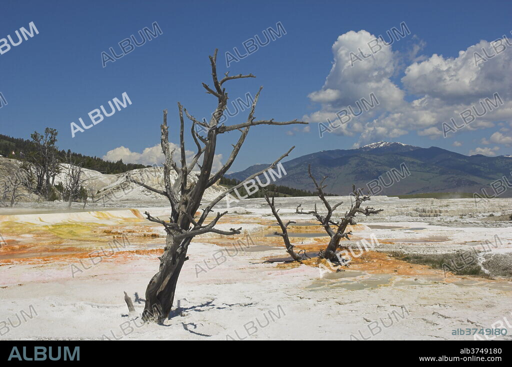 Dead tree trunks, Canary Spring, top Main Terrace, Mammoth Hot Springs, Yellowstone National Park, UNESCO World Heritage Site, Wyoming, United States of America, North America.