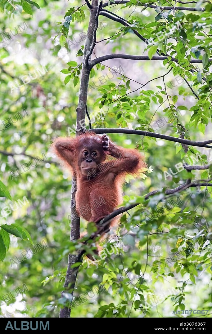 Juvenile Sumatran orangutan (Pongo abelii) in rainforest, Sumatra, Indonesia, Asia.