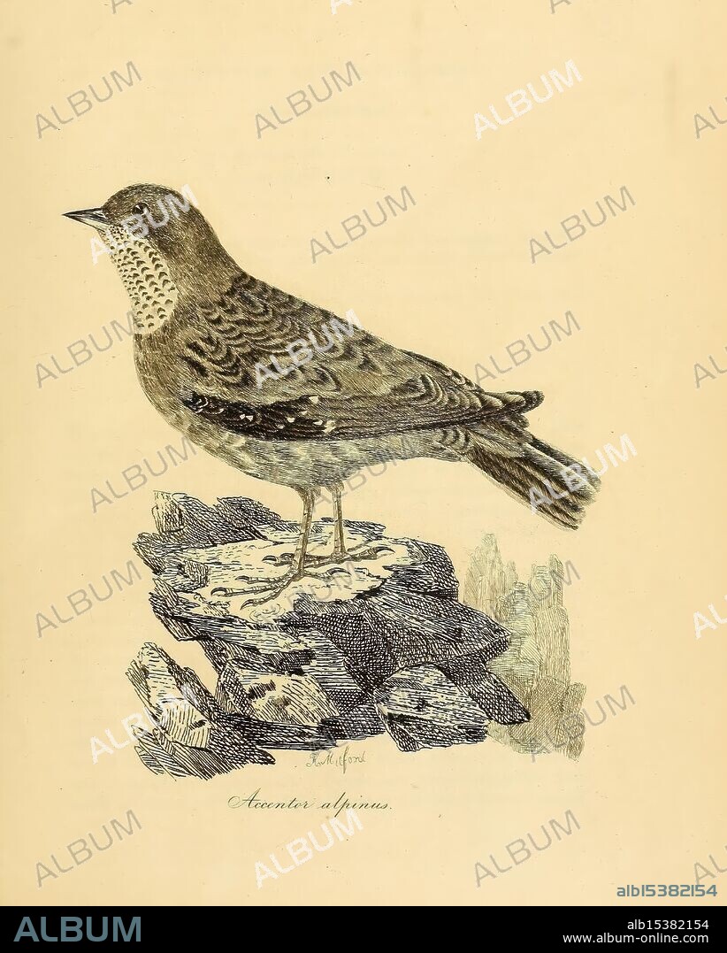 Illustrations of ornithology, Dublin, Longman, Rees, Orme, Brown, & Green, and S. Highley, 1826-1835, birds, pictorial works, Prunella collaris, Alpine accentor collection and preservation, arsenic compounds, This illustration depicts a songbird perched on a rocky surface, characterized by its intricate plumage featuring a blend of earthy browns and speckled patterns. Notable for its distinguished throat adorned with striking spots, the bird stands upright, exuding an air of alertness. The textured details of its feathers contrast with the smoothness of the rocks beneath, highlighting the bird's natural habitat. Its beak is pointed, indicating a diet that may include insects or seeds, while the overall composition emphasizes the harmony between the bird and its environment.