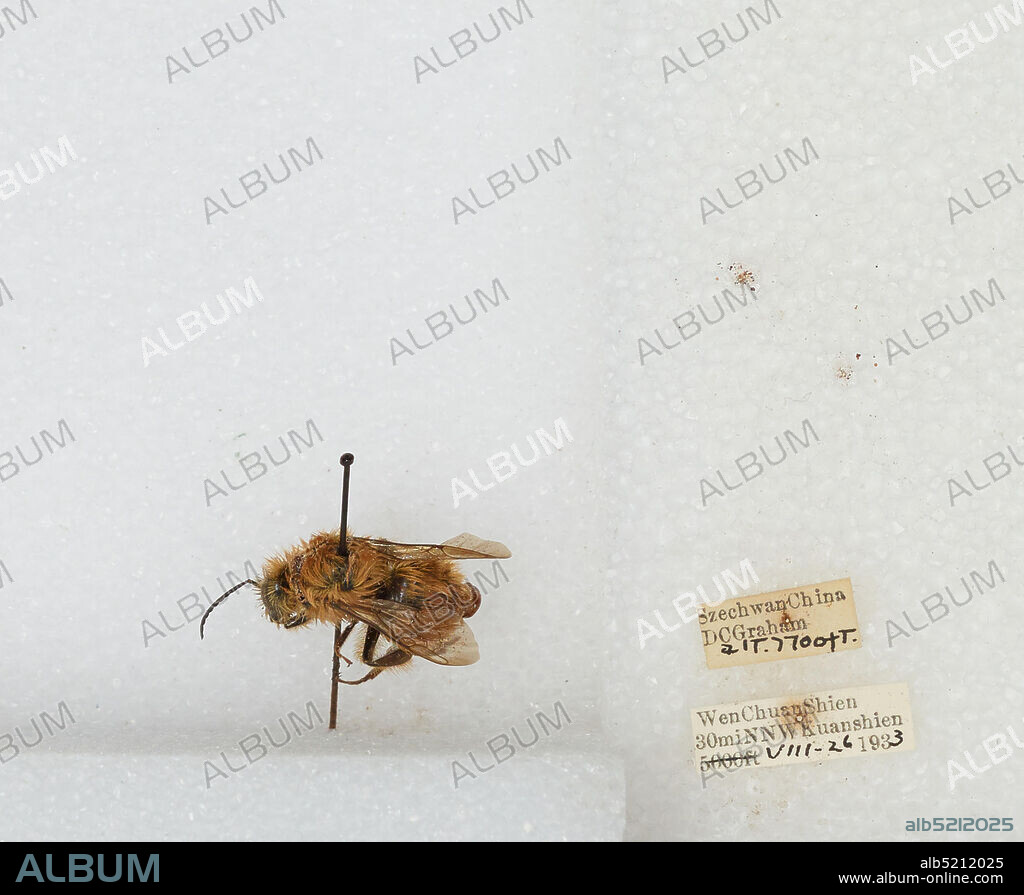 30 mi NNW Kuanshien, Wenchuan Xian, Sichuan, China, Bombus sp., Animalia, Arthropoda, Insecta, Hymenoptera, Apidae, Apinae.