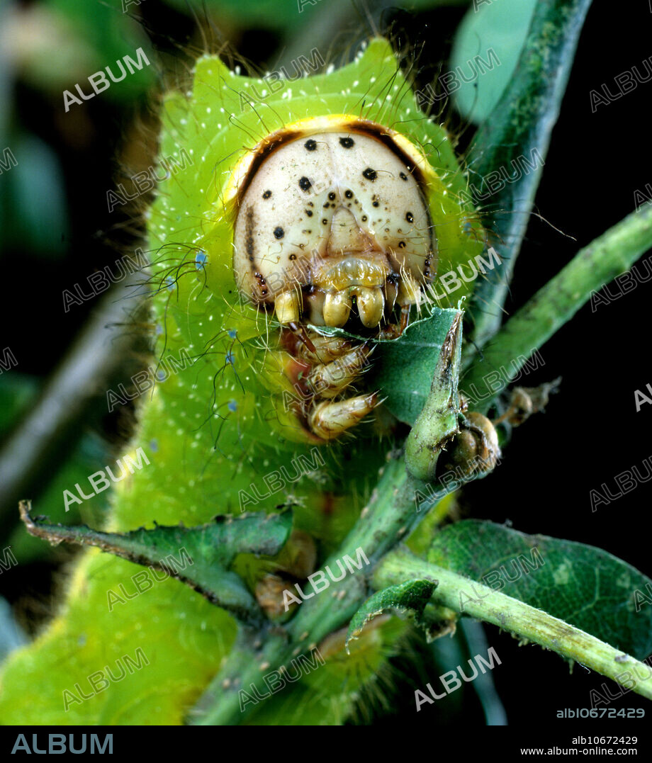 Chinese oak tussah moth, (Antheraea pernyi), caterpillar on oak foliage.