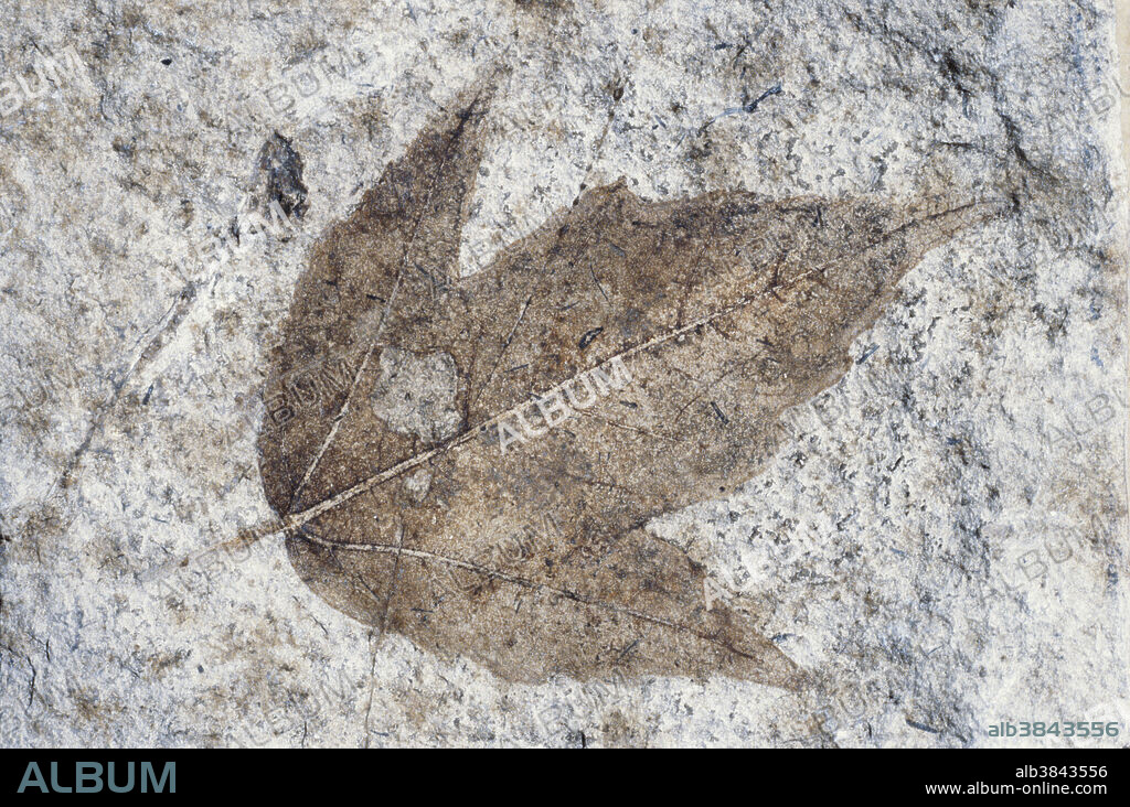 Fossil leaf (Acer sp.) from Miocene strata near Paris, France. The leaf is 60 mm wide, and has visible veins, much like a modern-day maple or sycamore.