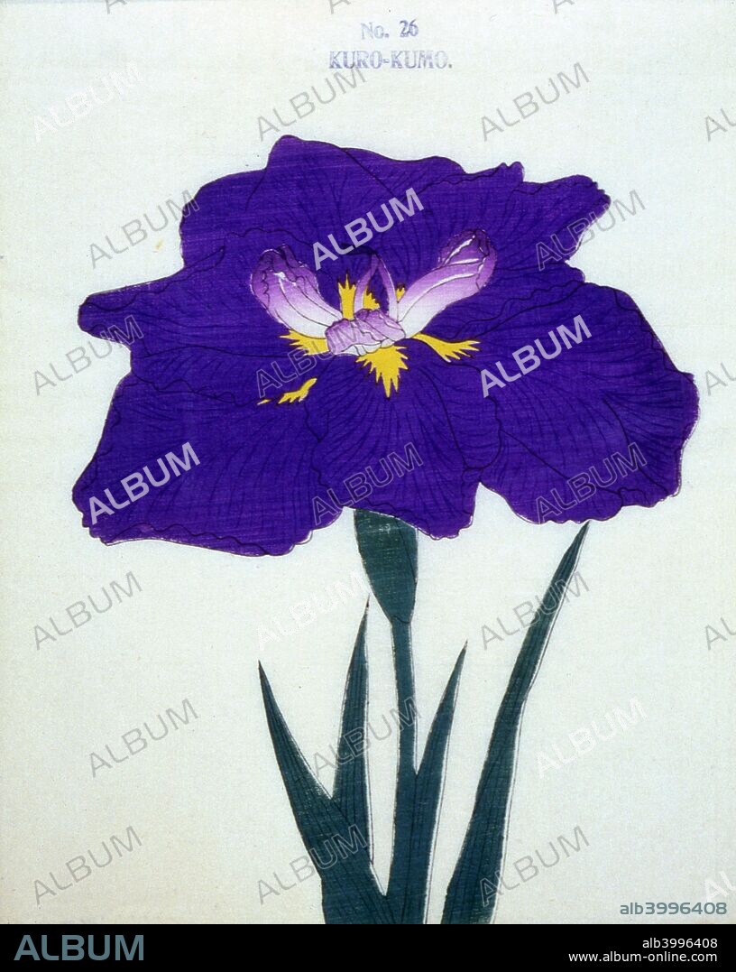 From the catalogue of the Yokohama nursery of Seitaro Arai which specialised in Iris kaempferi. Japanese Iris, all native to Japan.