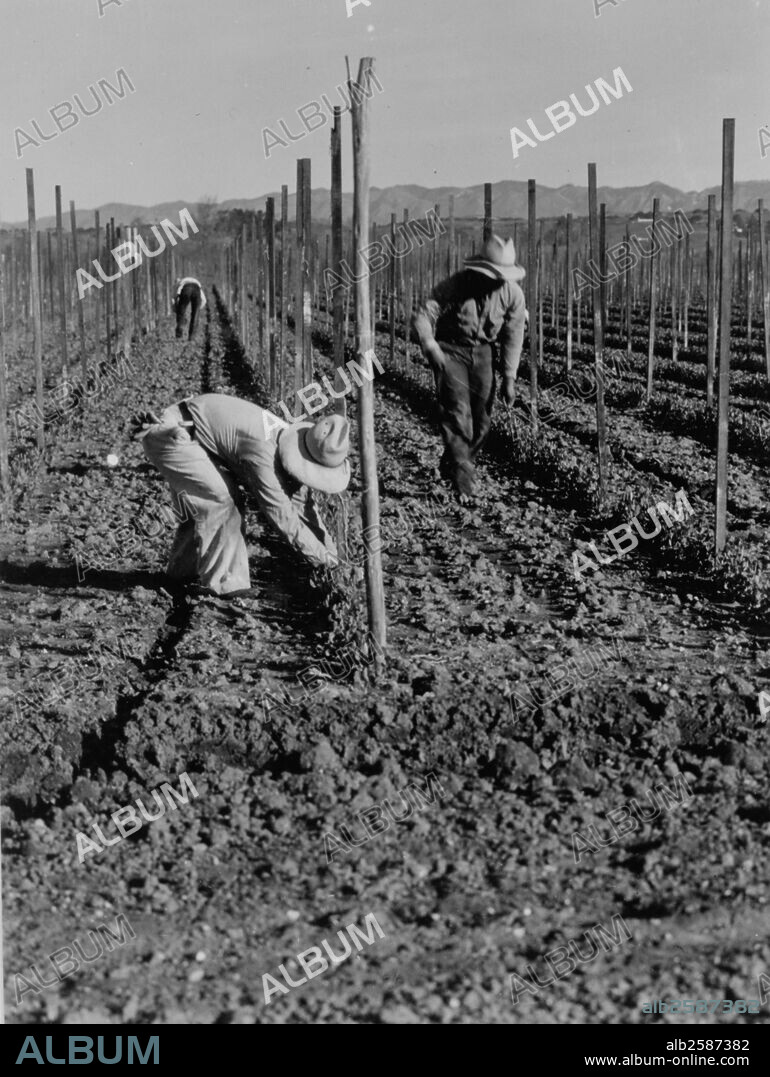 Migrant workers during the great depression. by Dorothea Lange 1895-1965, dated 19350101.
