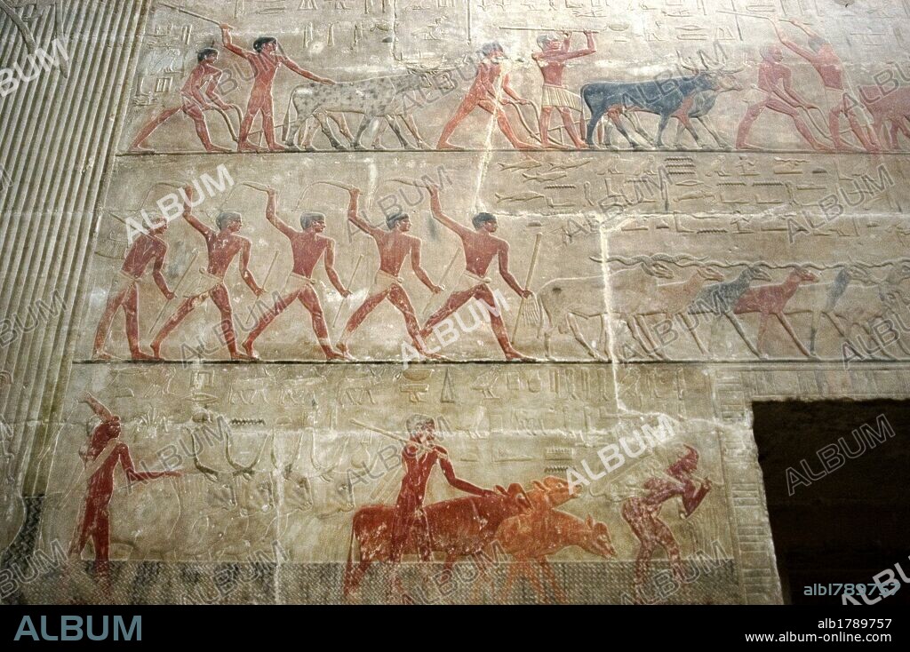 ARTE EGIPCIO. EGIPTO. Relieves policromados del interior de la MASTABA DE TI. Importante personaje de la corte de finales V DINASTIA. IMPERIO ANTIGUO. Escenas AGRICOLAS Y DE CRIA DE GANADO. NECROPOLIS DE SAKKARA.