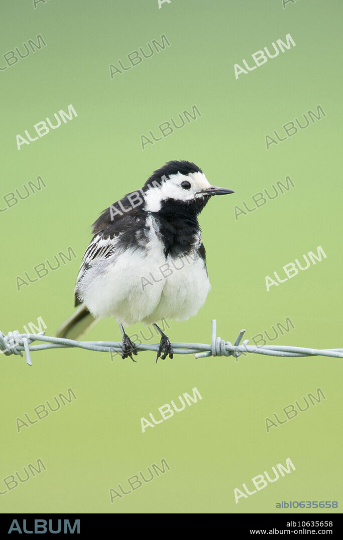 Pied Wagtail, Motacilla alba, Seahoses, UK.