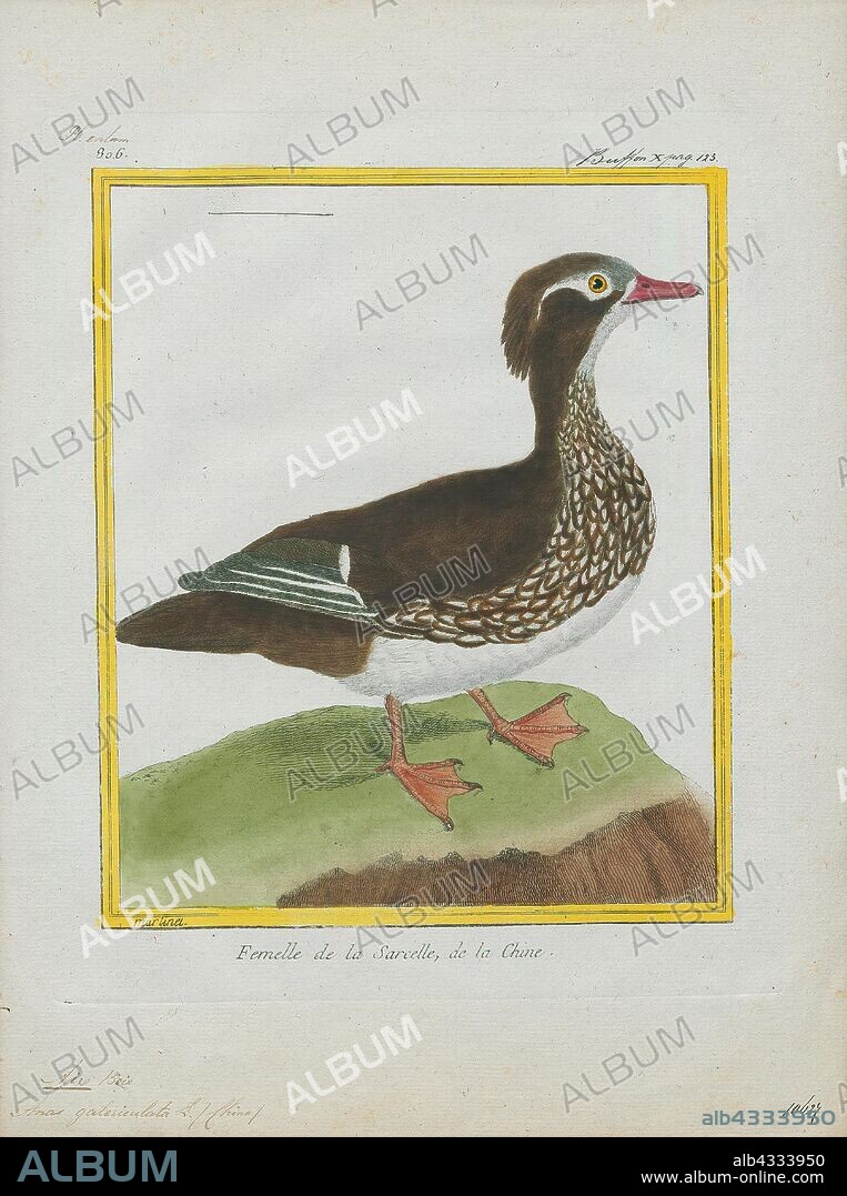 Aix galericulata, Print, The mandarin duck (Aix galericulata) is a perching duck species native to East Asia. It is medium-sized, at 41–49 cm (16–19 in) long with a 65–75 cm (26–30 in) wingspan. It is closely related to the North American wood duck, the only other member of the genus Aix. Aix is an Ancient Greek word which was used by Aristotle to refer to an unknown diving bird, and galericulata is the Latin for a wig, derived from galerum, a cap or bonnet., 1700-1880.