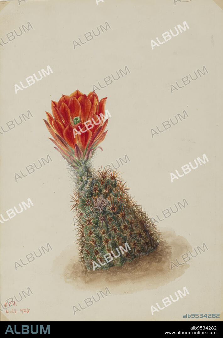 MARY VAUX WALCOTT. Lloyd's Strawberry Cactus (Echinocereus lloydii). Watercolor on paper. Date: 1925.