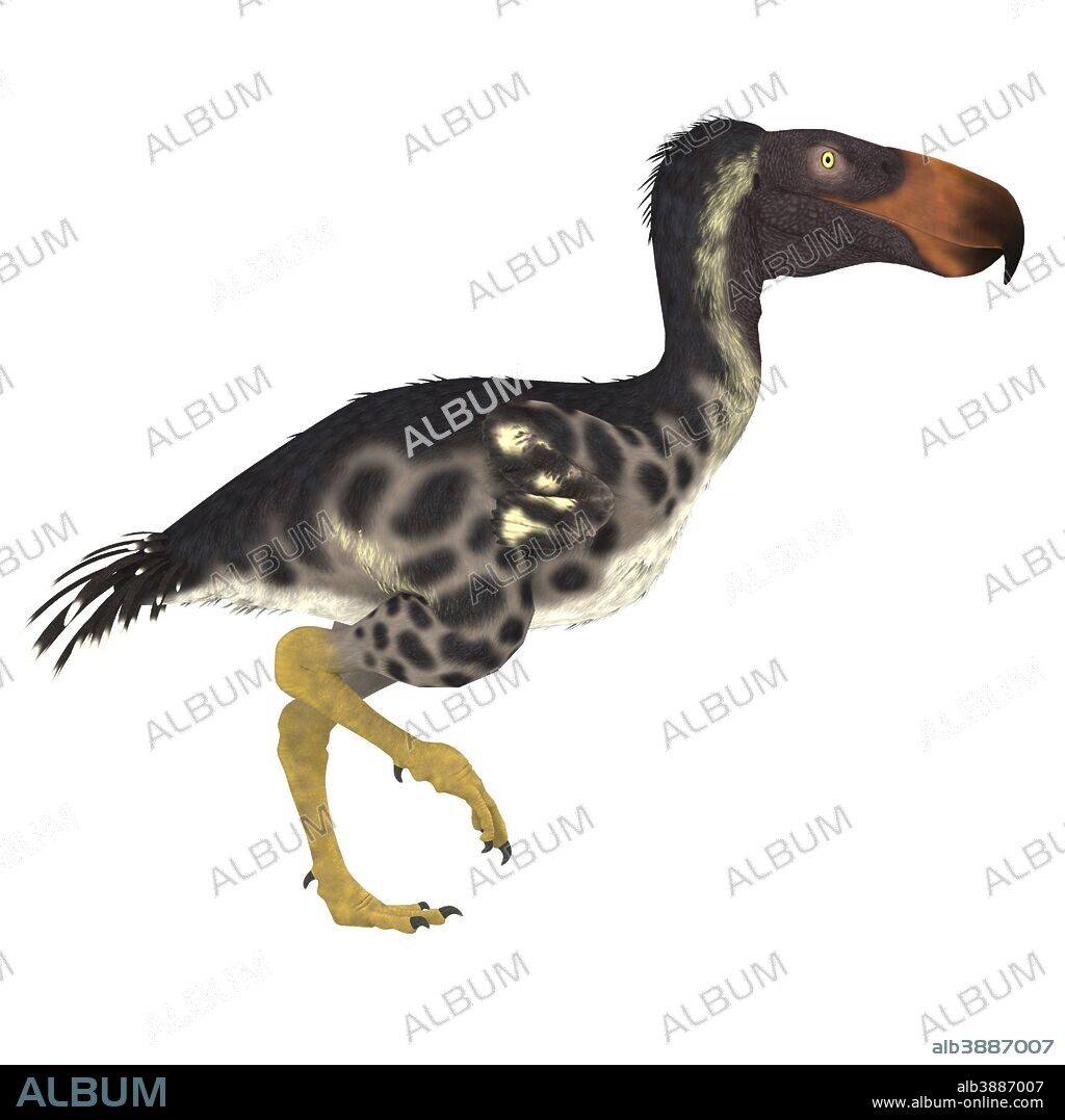 The Kelenken terror bird of Argentina was a flightless carnivore that lived during the Miocene period.