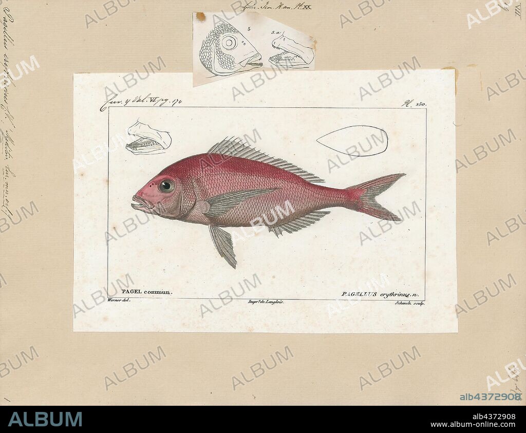 Pagellus erythrinus, Print, the common pandora (Pagellus erythrinus) is a fish of the Sparidae family (sea bream). It is a popular food fish in Mediterranean countries, with delicate white flesh., 1700-1880.