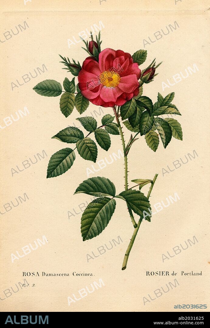 Duchess of Portland rose, Rosa portlandica, Rosier de Portland. Handcoloured stipple copperplate engraving from Pierre Joseph Redoute's "Les Roses," Paris, 1828. Redoute was botanical artist to Marie Antoinette and Empress Josephine. He painted over 170 watercolours of roses from the gardens of Malmaison.