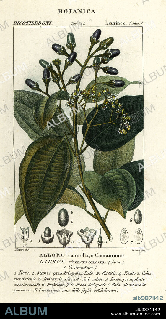 True cinnamon tree or Ceylon cinnamon tree, Cinnamomum verum Laurus cinnamomum, Alloro cannella, o Cinnamomo. Handcoloured copperplate stipple engraving from Antoine Laurent de Jussieu's Dizionario delle Scienze Naturali, Dictionary of Natural Science, Florence, Italy, 1837. Illustration engraved by Giarre, drawn and directed by Pierre Jean-Francois Turpin, and published by Batelli e Figli. Turpin (1775-1840) is considered one of the greatest French botanical illustrators of the 19th century.