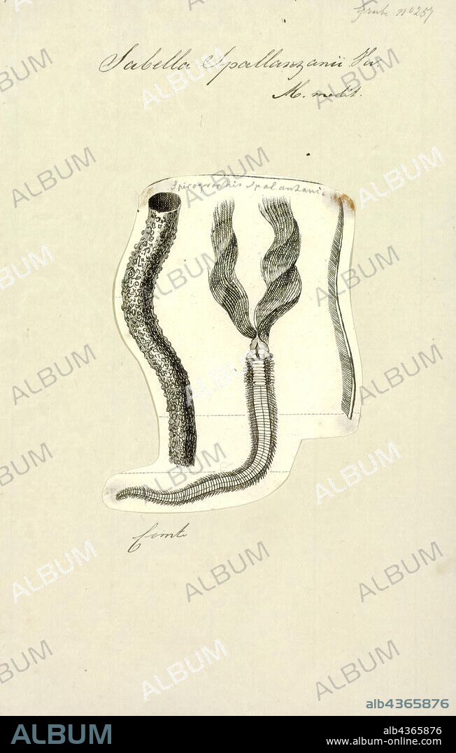 Sabella spallanzanii, Print, Sabella spallanzanii is a species of marine polychaete worms in the family Sabellidae. Common names include the Mediterranean fanworm, the feather duster worm, the European fan worm and the pencil worm. It is native to shallow waters in the northeastern Atlantic Ocean and the Mediterranean Sea. It has spread to various other parts of the world and is included on the Global Invasive Species Database.