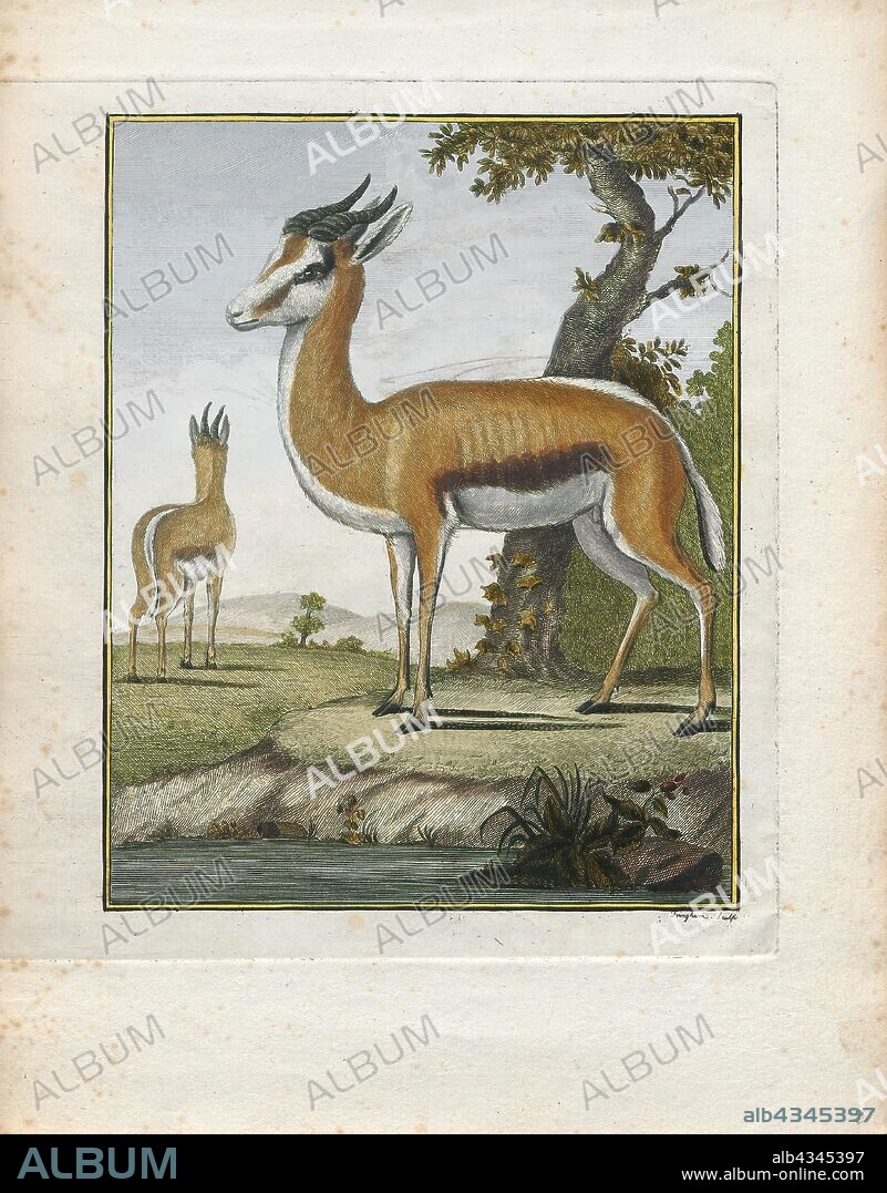 Antilope euchore, Print, Blackbuck, The blackbuck (Antilope cervicapra), also known as the Indian antelope, is an antelope found in India, Nepal, and Pakistan. The blackbuck is the sole extant member of the genus Antilope. The species was described and given its binomial name by Swedish zoologist Carl Linnaeus in 1758. Two subspecies are recognized. It stands up to 74 to 84 cm (29 to 33 in) high at the shoulder. Males weigh 20–57 kg (44–126 lb), an average of 38 kilograms (84 lb). Females are lighter, weighing 20–33 kg (44–73 lb) or 27 kg (60 lb) on average. The long, ringed horns, 35–75 cm (14–30 in) long, are generally present only on males, though females may develop horns, as well. The white fur on the chin and around the eyes is in sharp contrast with the black stripes on the face. The coats of males show two-tone colouration; while the upper parts and outsides of the legs are dark brown to black, the underparts and the insides of the legs are all white. However, females and juveniles are yellowish fawn to tan., 1700-1880.