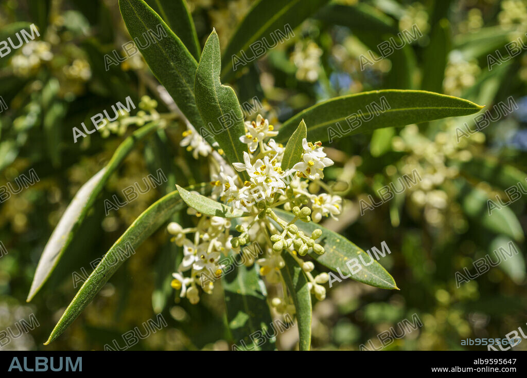 Morus alba, white mulberry, Chefchaouen, morocco, africa.