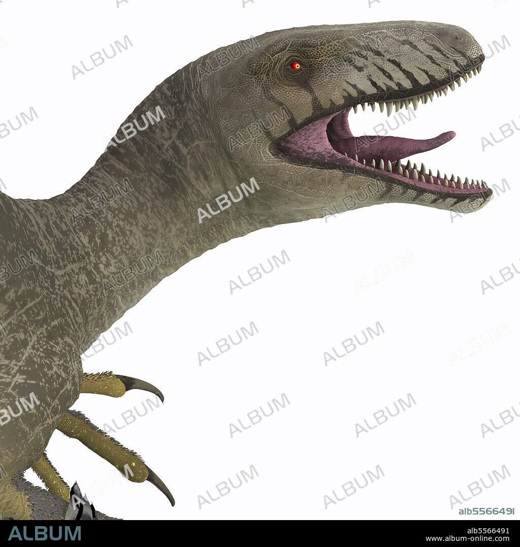 Dakotaraptor dinosaur head. Dakotaraptor was a carnivorous dromaeosaurid theropod dinosaur that lived in South Dakota, North America during the Cretaceous Period.