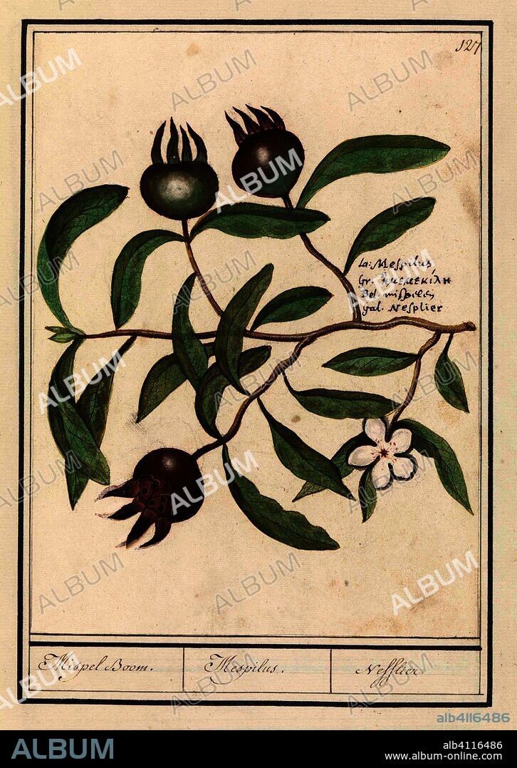 ANSELMUS BOËTIUS DE BOODT. Mispel (Mespilus germanica). Mispel Boom. / Mespilus. / Nefflier (title on object). Draughtsman: Anselmus Boëtius de Boodt. Draughtsman: Elias Verhulst. Dating: 1596 - 1610. Place: Praag. Measurements: h 237 mm × w 177 mm.