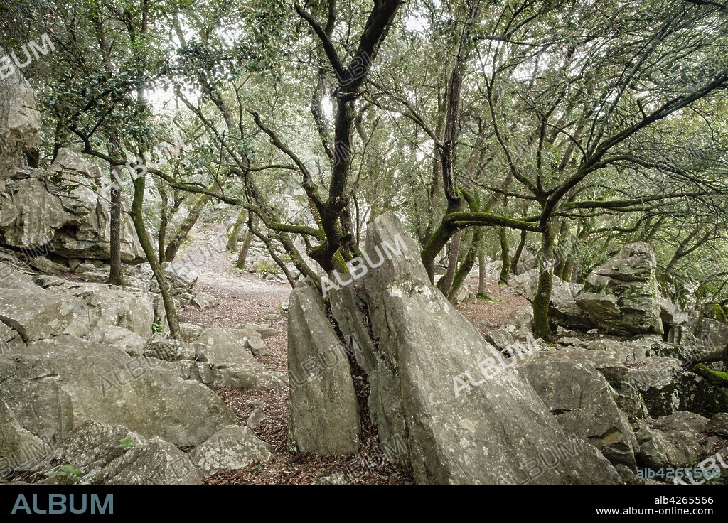 Forest of oaks and karst rock, Es Pixarells, escorca, natural site of the Sierra de Tramuntana, Mallorca, Balearic Islands, Spain.