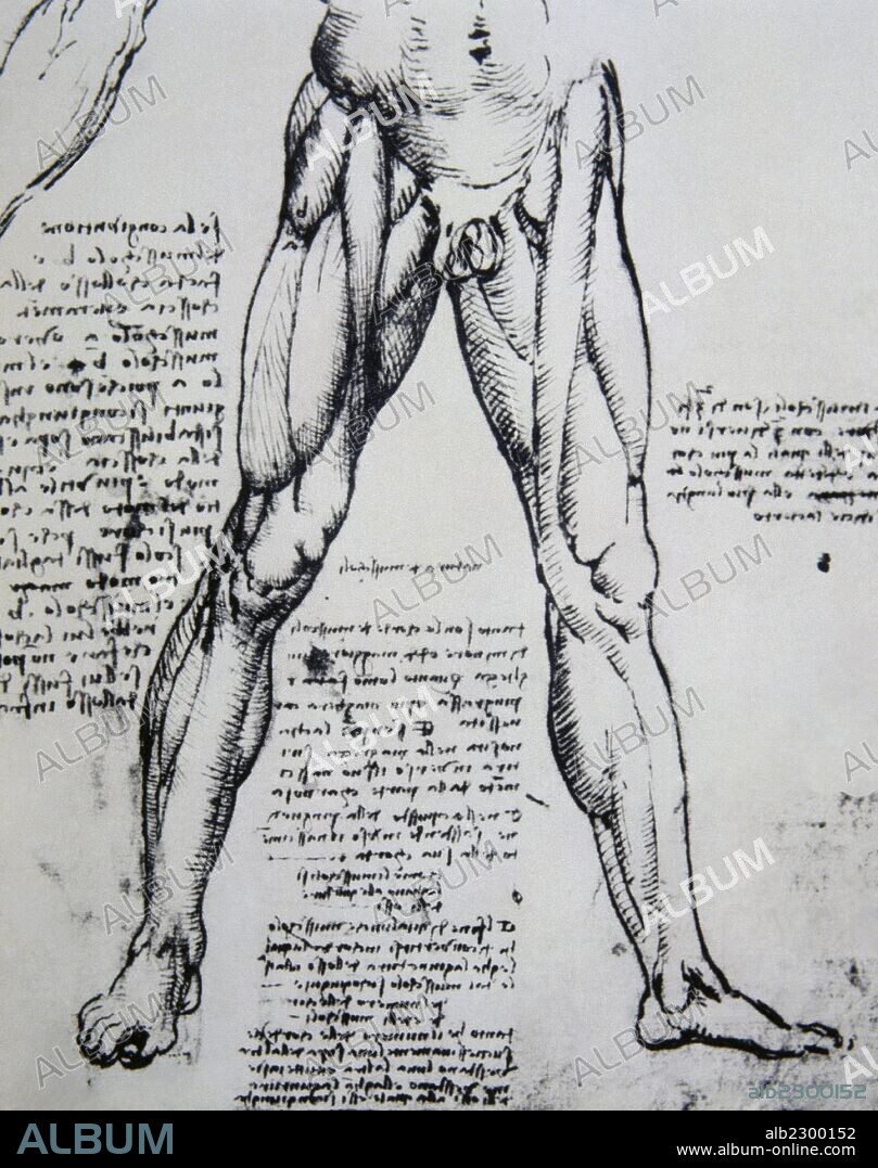 HISTORIA DE LA MEDICINA. "ANATOMIA". Dibujo de Leonardo DA VINCI (1452-1519) sobre un estudio anatómico de los músculos inferiores.