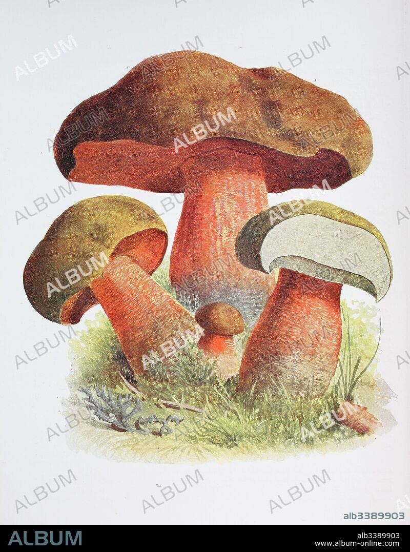 Suillellus luridus (formerly Boletus luridus), commonly known as the lurid bolete, is a fungus of the bolete family, found in deciduous woodlands on chalky soils in Asia, Europe, and eastern North America, digital reproduction of an ilustration of Emil Doerstling (1859-1940).