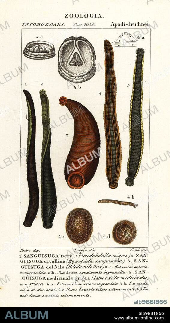 Common black leech, Hirudo verbana, var. nigra. 1, horse leech, Haemopis sanguisuga 2, Nile leech, Limnatis nilotica 3, medicinal leech, Hirudo medicinalis. 4. Handcoloured copperplate stipple engraving from Antoine Laurent de Jussieu's Dizionario delle Scienze Naturali, Dictionary of Natural Science, Florence, Italy, 1837. Illustration engraved by Corsi, drawn by Jean Gabriel Pretre and directed by Pierre Jean-Francois Turpin, and published by Batelli e Figli. Turpin (1775-1840) is considered one of the greatest French botanical illustrators of the 19th century.
