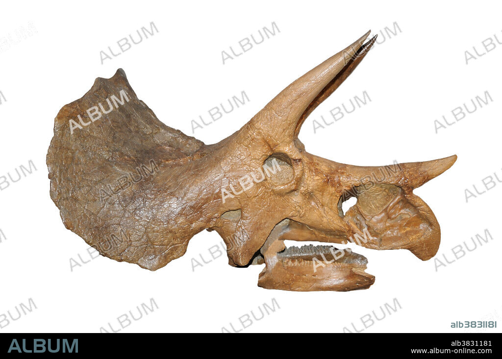Triceratops (Triceratops prorsus) fossil skull, late Cretaceous Period.
