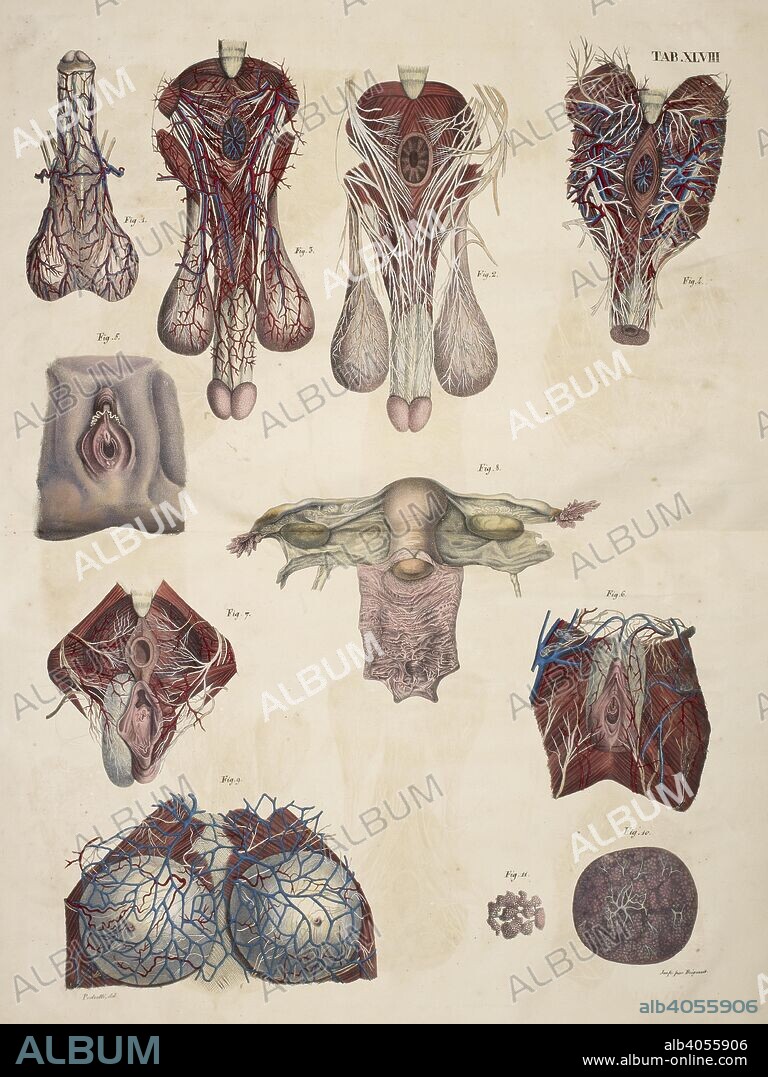 Anatomical drawing. Male and female reproductive organs, Uterus, Ovaries, Penis and Testicles. Planches anatomiques du corps humain executeÌes dâ€™apreÌ€s les dimensions naturelles. Paris France 1826. Anatomical print of the human body with natural dimensions. Male and female reproductive organs, Uterus, Ovaries, Penis, Testicles.    ANTOMMARCHI, C. Francesco.  Planches anatomiques du corps humain executeÌes dâ€™apreÌ€s les dimensions naturelles, accompagneÌes dâ€™un texte explicatif ... PublieÌes par le cte de Lasteyrie. (Explication des planches anatomiques, etc.). Source: 1899.h.24 Tab.48. Language: French.