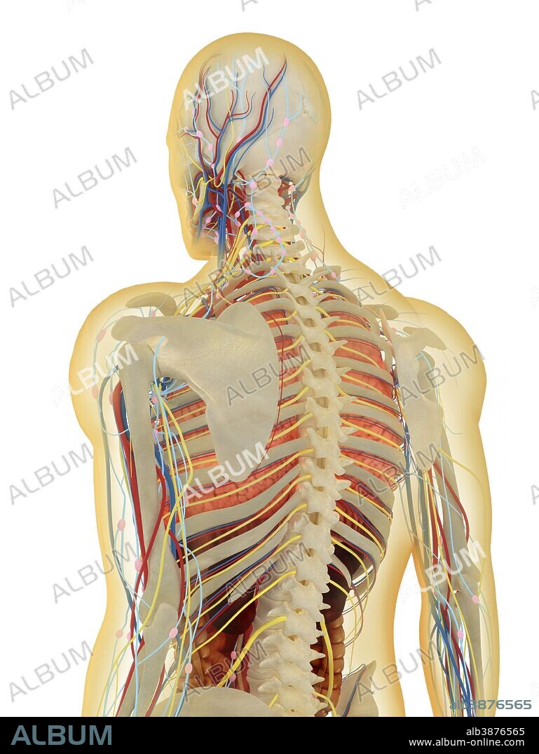Transparent human body with internal organs, nervous system, lymphatic system and circulatory system.