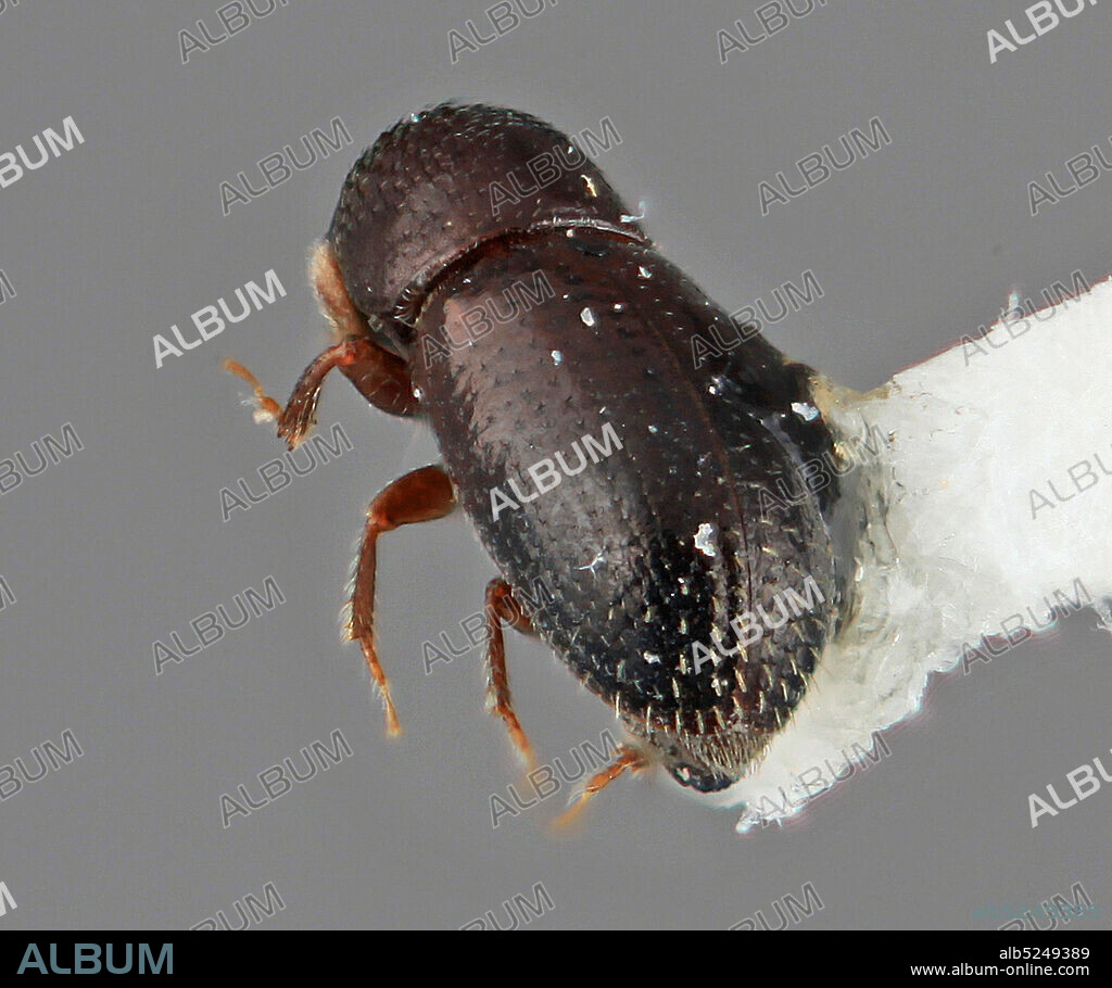 Pinned, 10km E Medellin, Antioquia, Colombia, Araptus parvolus Wood, 2007, Animalia, Arthropoda, Insecta, Coleoptera, Curculionidae, Scolytinae.