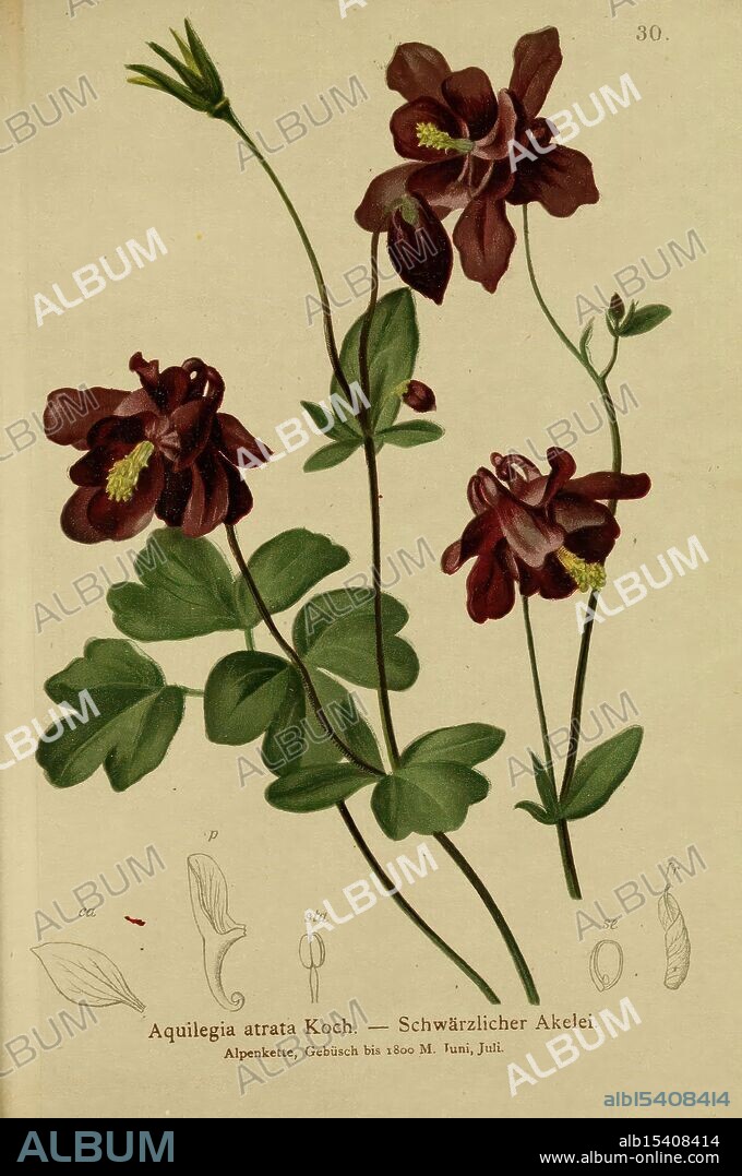 Atlas der Alpenflora Wien, Alpenvereins, 1882, Alps, Atlases, Mountain Plants, The New York Botanical Garden, This illustration features the Aquilegia atrata, commonly known as the Black Columbine. The plant is depicted with its distinct dark maroon flowers, showcasing their unique shape and form. Accompanying the main image are detailed sketches that highlight various anatomical features of the flower, including the petals and reproductive structures. The lush green leaves are also visible, providing a vibrant contrast to the deep hues of the blooms. This botanical representation emphasizes the elegance and intricacies of the species, capturing both the beauty and complexity of its morphology.