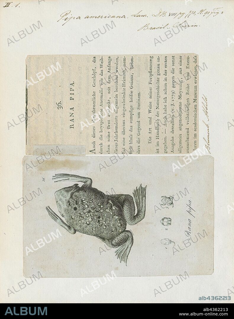 Pipa americana, Print, The common Suriname toad or star-fingered toad (Pipa pipa) is a species of frog in the family Pipidae found in Bolivia, Brazil, Colombia, Ecuador, French Guiana, Guyana, Peru, Suriname, Trinidad and Tobago, and Venezuela. In Spanish it is called aparo, rana comun de celdillas, rana tablacha, sapo chinelo, sapo chola, or sapo de celdas. In Portuguese, it is known as sapo pipa due to its shape, as "pipa" means kite. Its natural habitats are subtropical or tropical moist lowland forests, subtropical or tropical swamps, swamps, freshwater marshes, and intermittent freshwater marshes. It is threatened by habitat loss., 1700-1880.