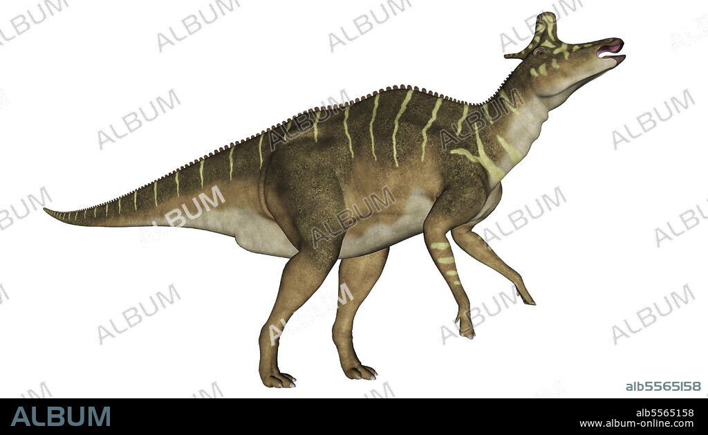 Lambeosaurus dinosaur with head up, side view isolated on white background.