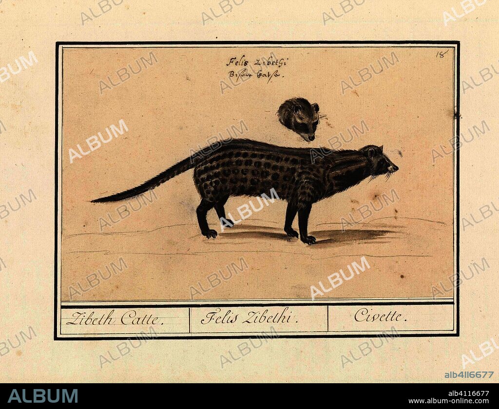 ANSELMUS BOËTIUS DE BOODT. Civetkat (Viverra). Zibeth Catte. / Felis Zibethi. / Civette (title on object). Draughtsman: Anselmus Boëtius de Boodt. Draughtsman: Elias Verhulst. Dating: 1596 - 1610. Place: Praag. Measurements: h 155 mm × w 240 mm.