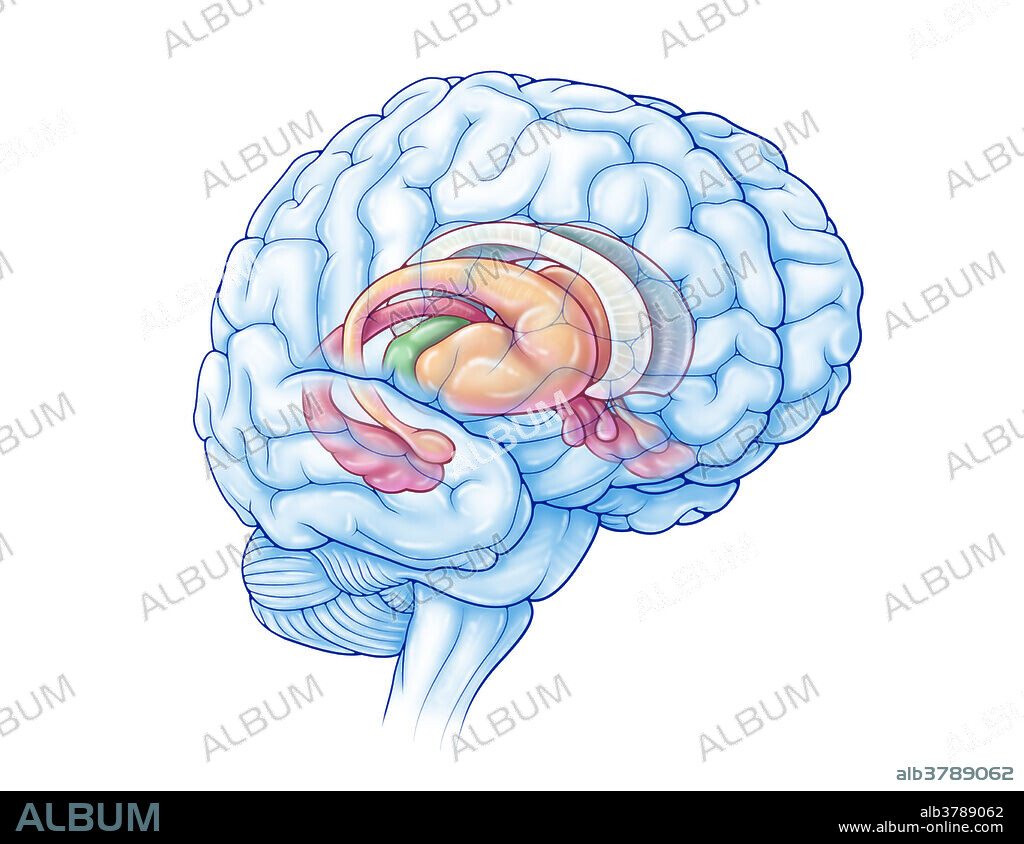 An illustration of the limbic system, structures in the brain which play a role in emotion, behaviour, motivation, long-term memory, and olfaction. The thalamus is highlighted in green, while the hippocampus is highlighted in red. The basal ganglia which includes the caudate nucleus, lenticular nucleus, and amygdala are highlighted in yellow.
