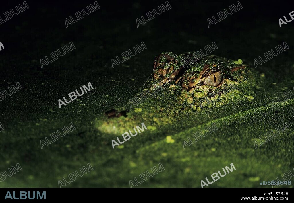 American Alligator (Alligator mississipiensis), adult at night in duckweed camouflaged, Coastal Bend, South Texas, USA