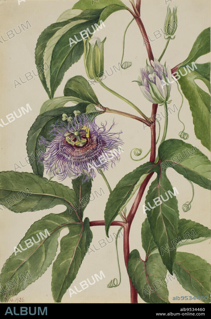 MARY VAUX WALCOTT. Maypop (Passiflora incarnata). Date: 1926. Watercolor on paper.