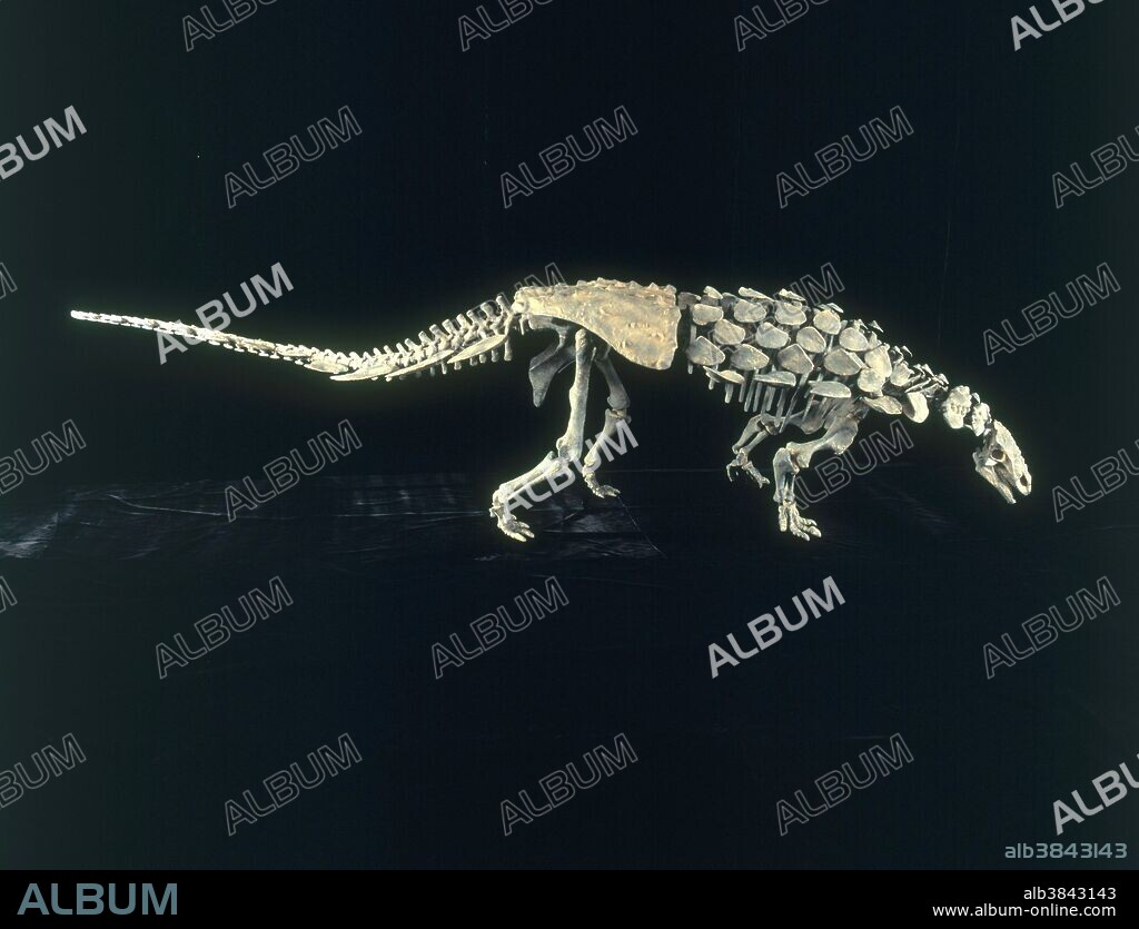 Mymoorapelta maysi, an ankylosaur from the Late Jurassic Period, found in Mygatt-Moore Quarry, Colorado. This specimen is 11.6 feet long and 32 inches high, reconstructed by Gaston Design in Fruita, Colorado.