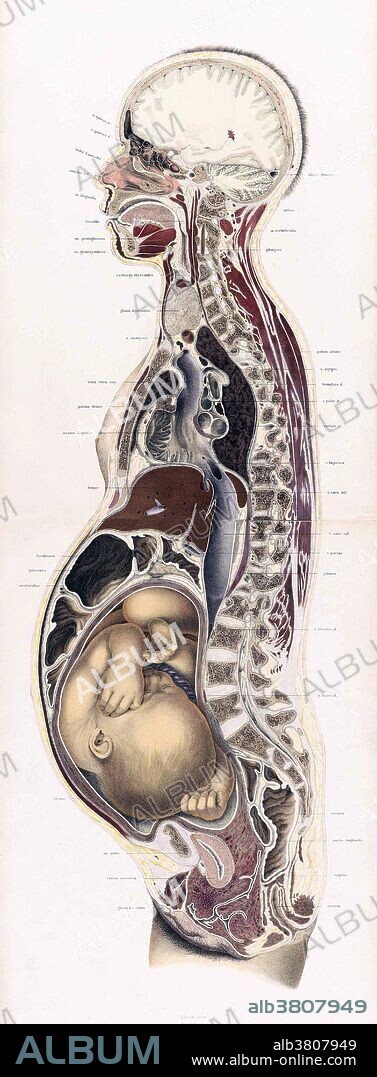 Topographisch-anatomischer, Braune, 1872