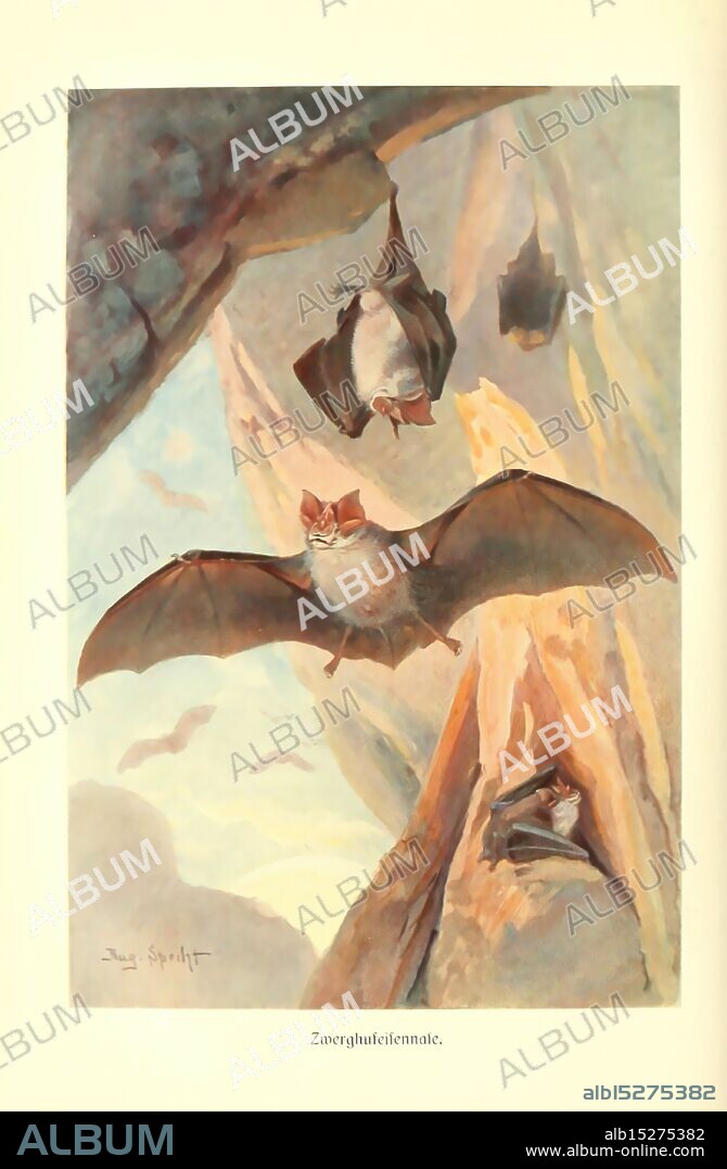 HFJTDJTD keywords bat chiroptera August Specht artist 263068777.jpg, The illustration features a scene of bats in a rocky cave setting. Three bats are depicted, two hanging upside down from a crevice in the cliff face, while one is shown in mid-flight, its wings fully spread. The bats have distinctive features, including large eyes and fur along their bodies, and they wear red bows, adding a whimsical touch to their appearance. The surrounding environment includes towering rock formations with soft, muted colors, suggesting a serene and mysterious atmosphere. Gentle hues create a sense of depth in the cave, accentuating the bats' nocturnal habitat and their unique presence within it. The composition highlights both the beauty of these creatures and the natural landscape they inhabit.